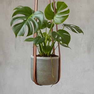 May include: A potted Monstera plant with large, green, split-leaf foliage hangs from a brown leather strap. The plant is in a gray ceramic pot. The strap is suspended from an unseen point above.