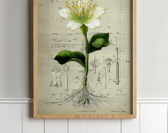 Botanical Encyclopedia Print: Herbal Flower Scientific Home Decor (Digital Download)