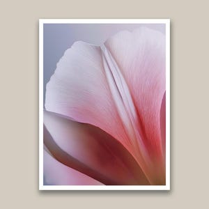 May include: Close-up of a pink and white flower petal with delicate veining. The petal's edges are a soft white, transitioning to a vibrant pink and red hue towards the center. The image is framed in a white border.
