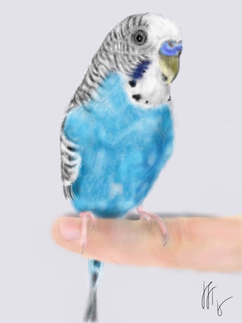 Custom Pet Portrait, pet portrait, custom portrait, bird art, bird lover, artwork, wall art, bird, pet memorial, parakeet, budgie image 1