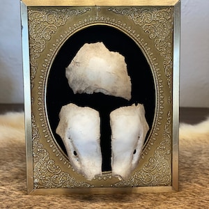 Framed Exploding Deer Skull Fawn