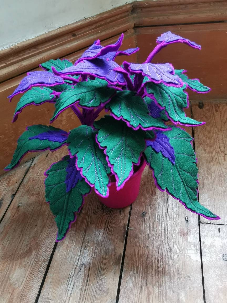 Exotic House Plants - Etsy UK