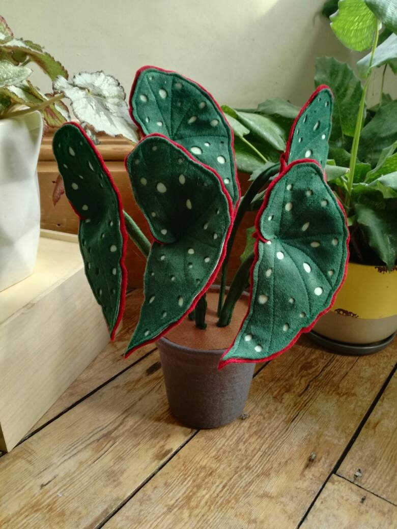 Fauxtrout Begonia - Botanique, Fait à La Main, Inspiré Begonia', Plante d'intérieur en Pot de Feutre