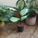 see more listings in the Houseplants  section