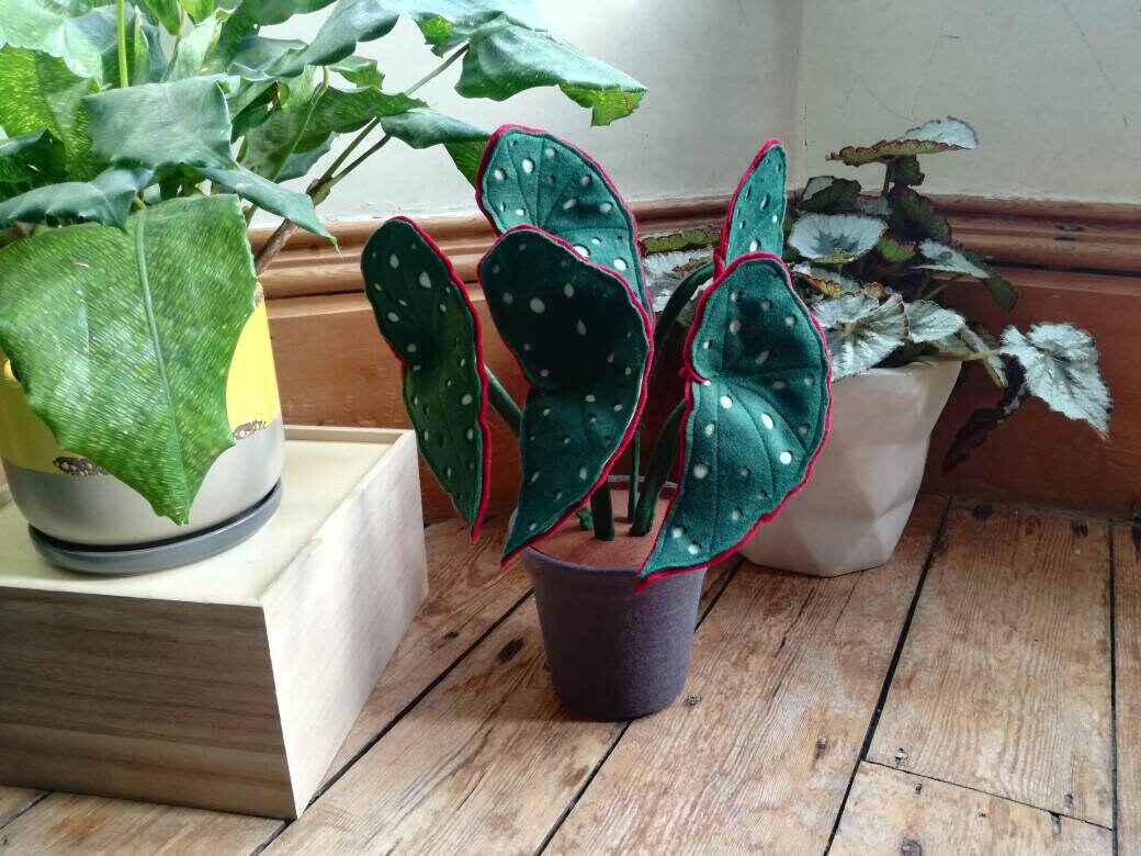 Fauxtrout Begonia Botanical Handmade 'begonia' - Etsy