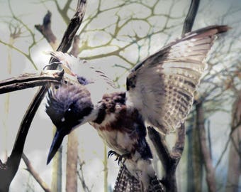 Flying Bird Fine Art Photograph - Kingfisher Landing On Branches "Dream Flight" Home Decor