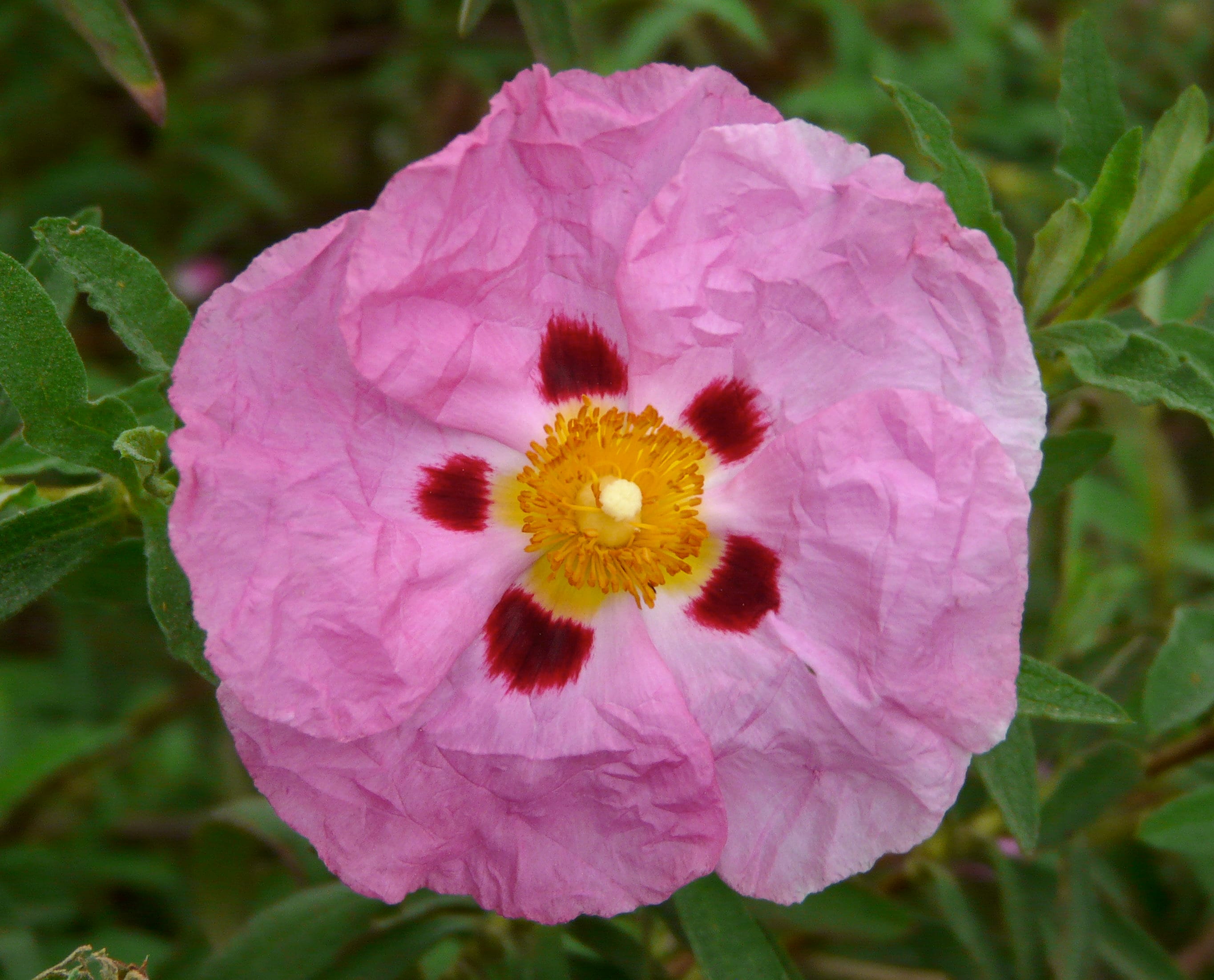 Rock Rose Flower Essence for stress, fear, anxiety, panic.