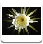 Night Blooming Cereus flower essence  1oz