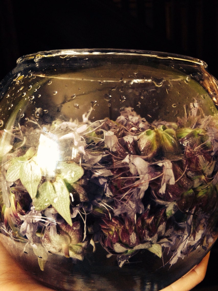 Black sage flower essence