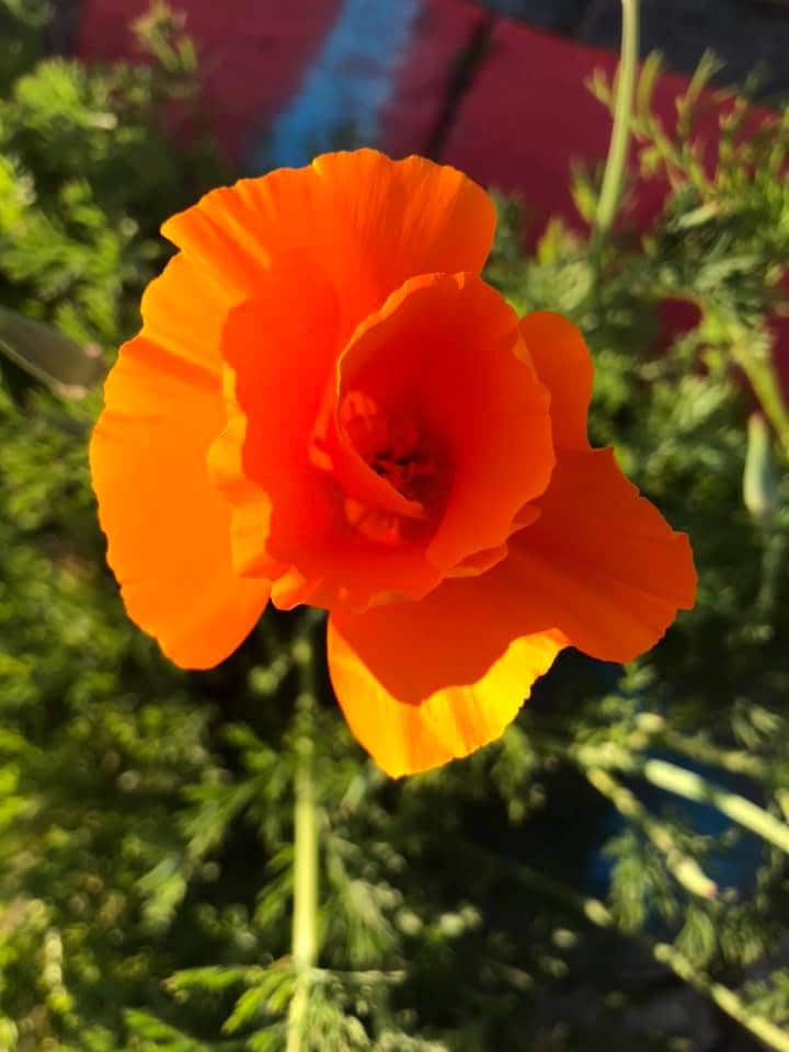 California Poppy Tincture