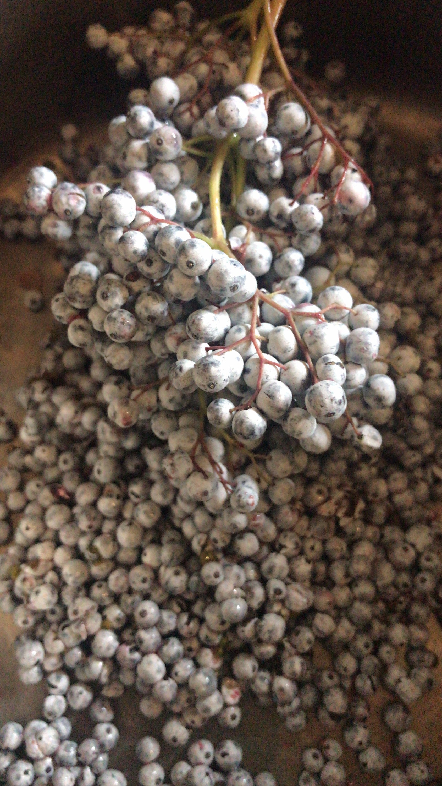 Fresh Elderberry Syrup with Ginger, Cardamom & Honey