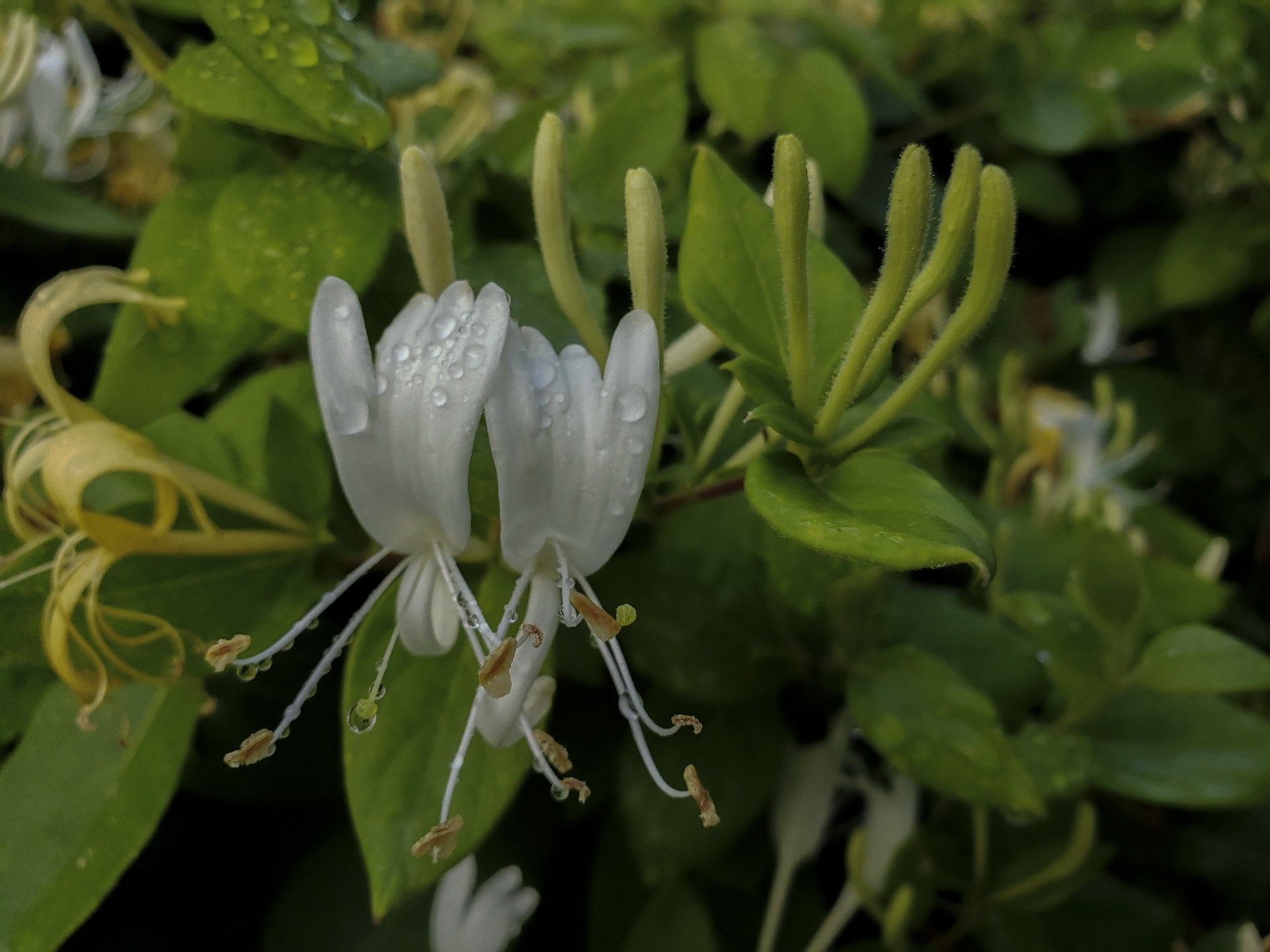 Honeysuckle full moon and sun flower essence