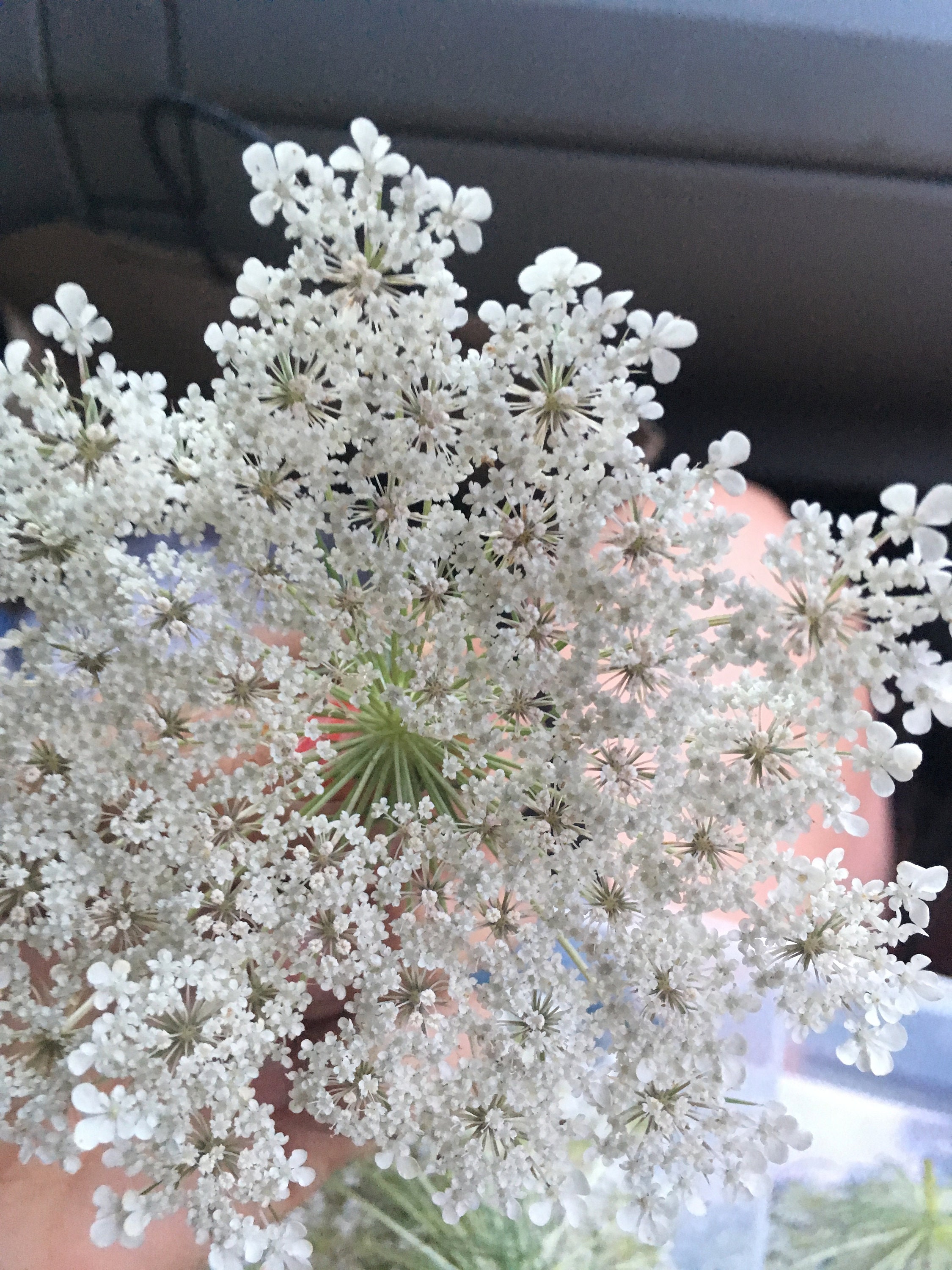 queen anne's lace tincture