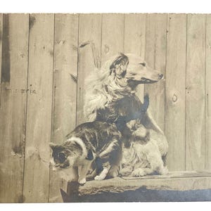 Antique 1905 RPPC: Dog and Cat Photo - Animal Lover Collectible