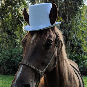 Top Hat for Horses in White, Black, Sky Blue, Royal Blue, Red, Caramel Brown - Equine Coachman Costume - Top Hat for Horse