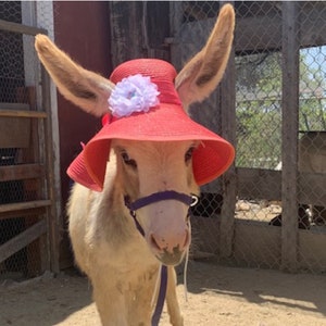 Horse hats derby outlet