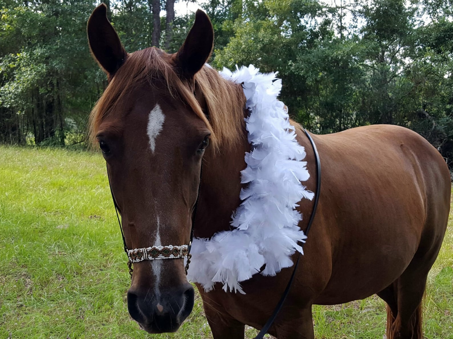 White Feather Boa Equine Necklace White Feather Horse Breast Etsy