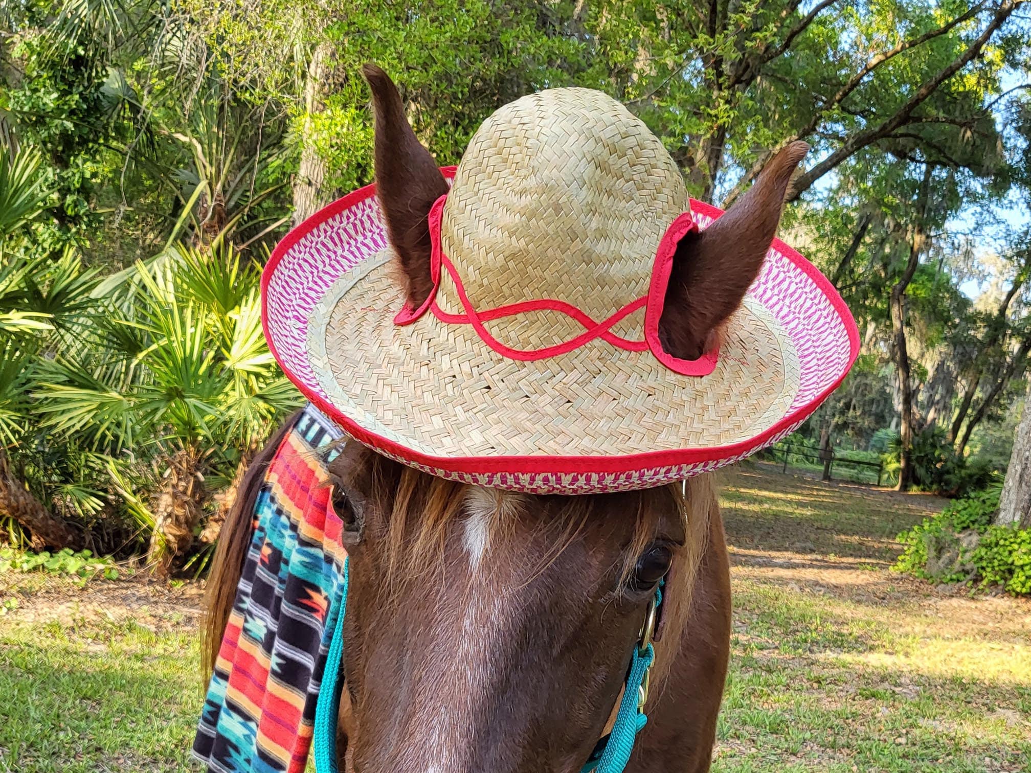 Mexican Sombrero for Riding Horse Cinco De Mayo Equine Costume