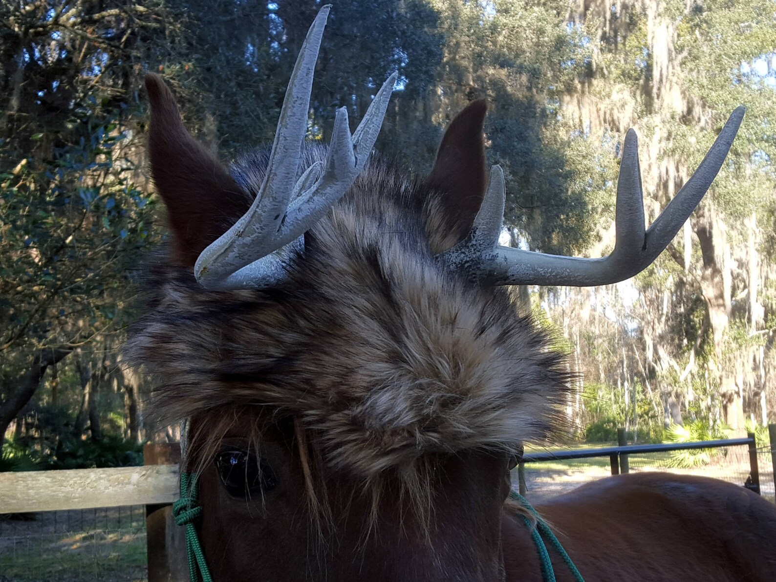 Deer Antlers for Horses with Brown Faux Fur Hat Costume for Etsy