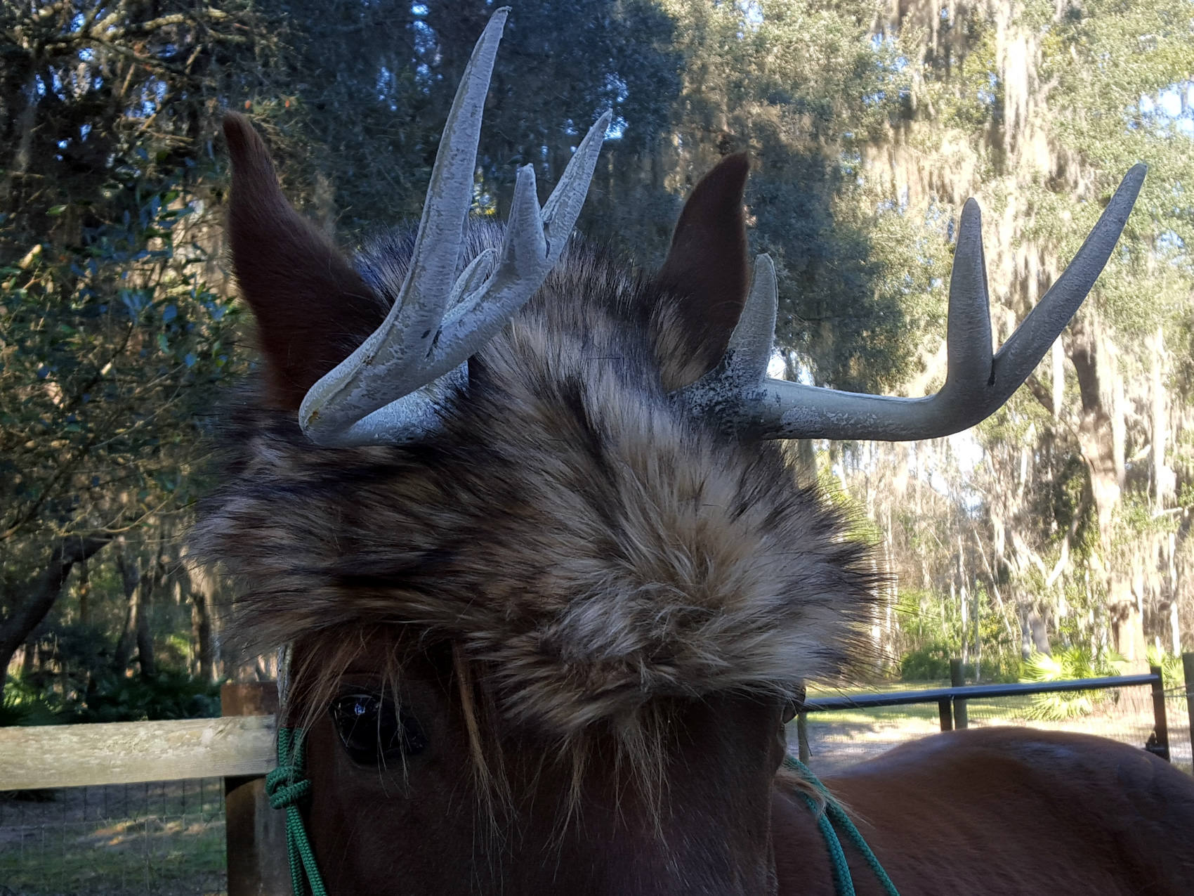 Deer Antlers for Horses With Brown Faux 