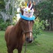 Birthday Hat for Horse or Pony With Candles Soft Equine Birthday Hat
