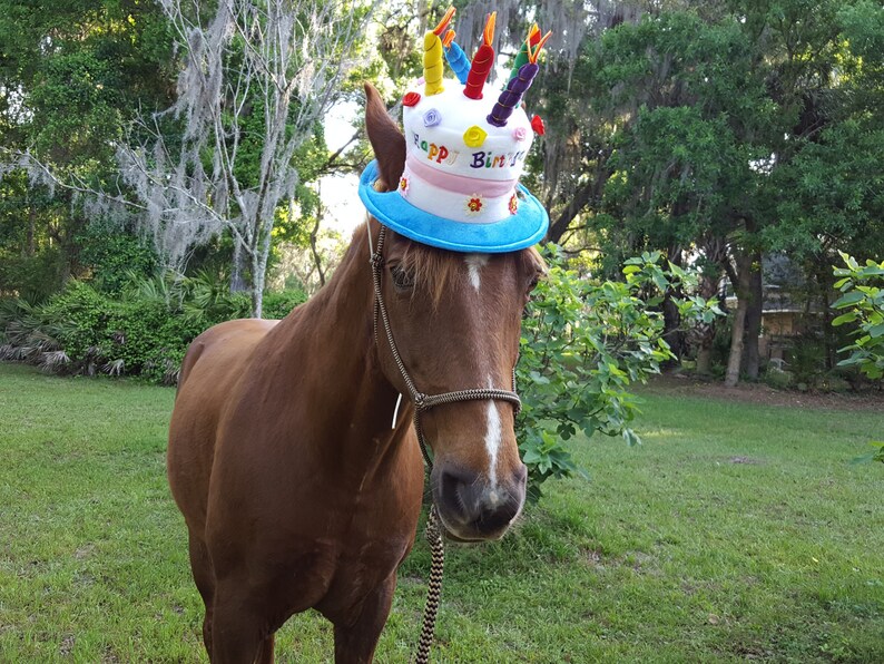 Birthday Hat for Horse or Pony with Candles Soft Equine Etsy