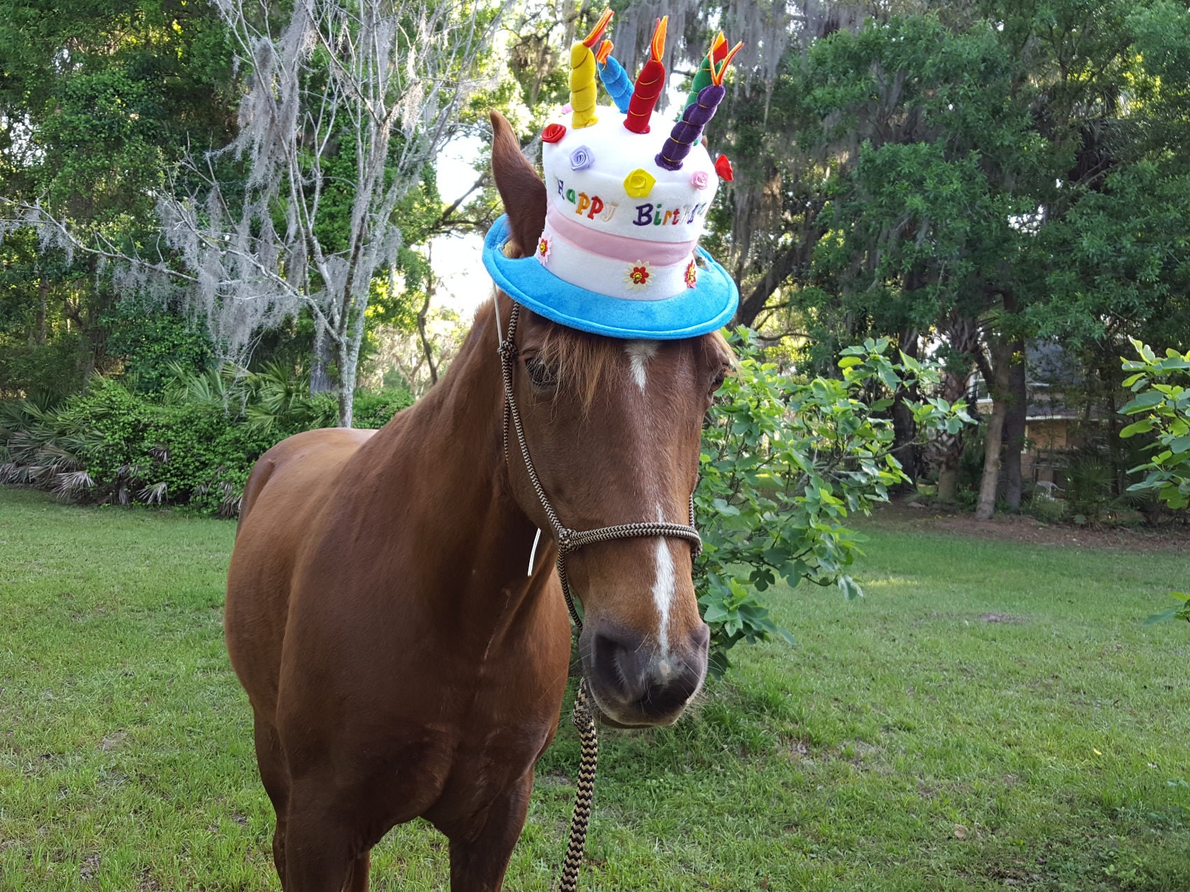 Birthday Hat for Horse or Pony With 