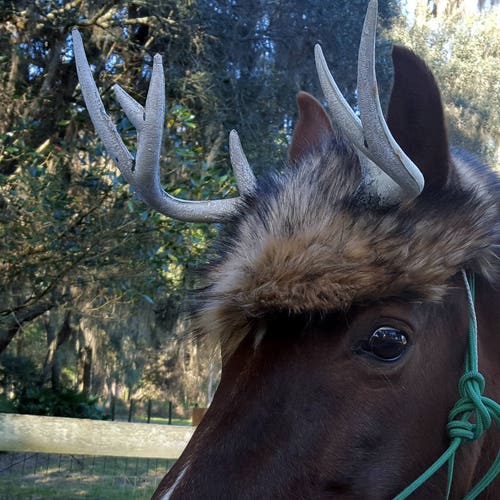 Deer Antlers for Horses With Brown Faux 