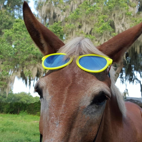 Frontal de lunettes de soleil pour chevaux de toutes tailles - Déguisement cheval coloré, déguisement lunettes de soleil équin