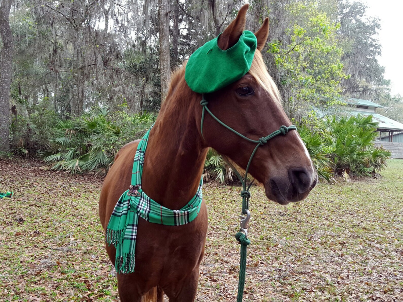Plaid Equine Scarf Cashmere Horse Neck Wrap Scarf for Etsy