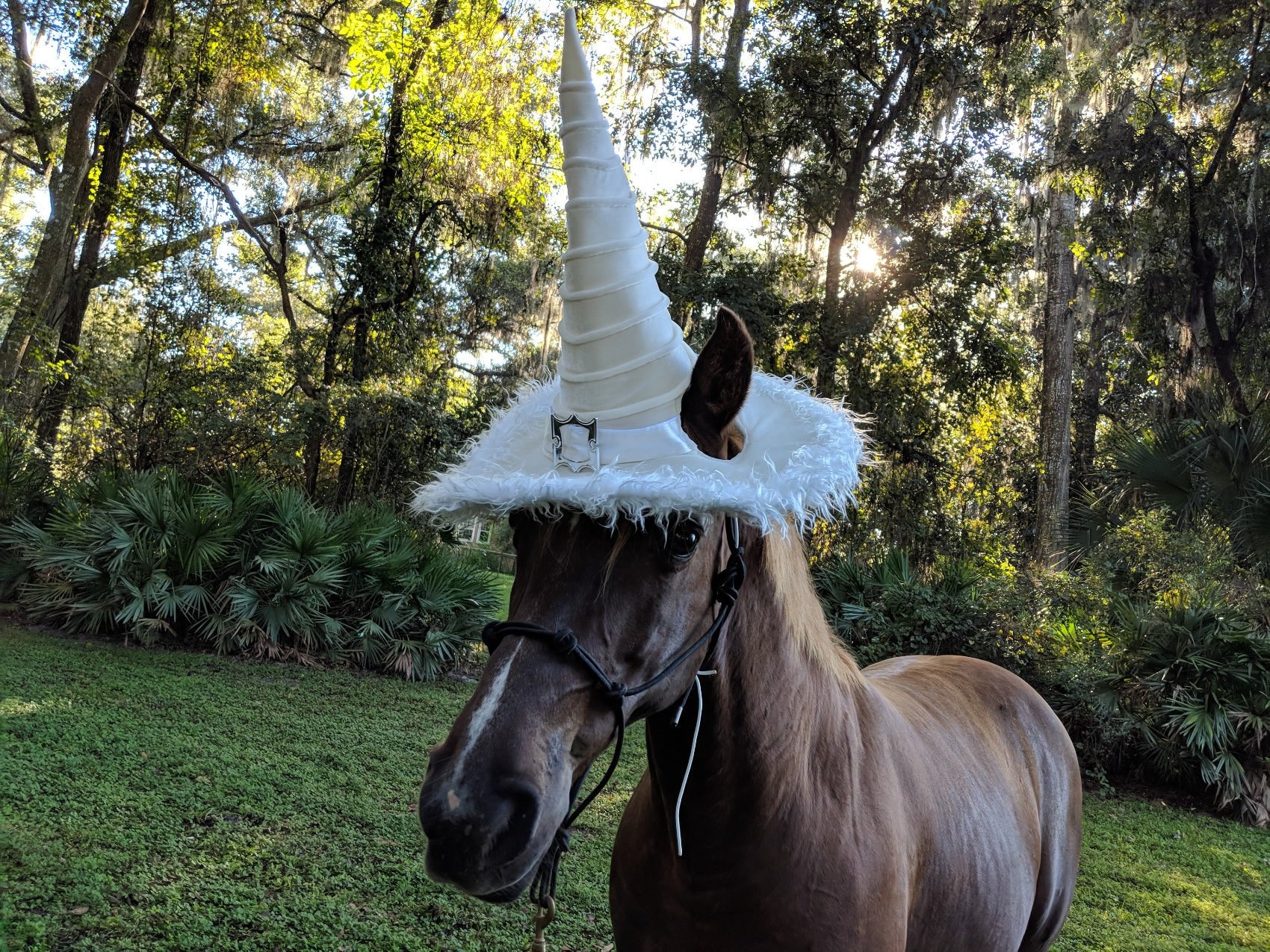 Plush Black or White Witch Hat for 