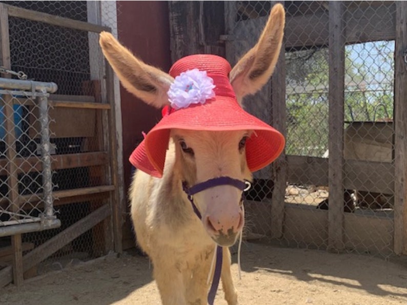 Sun Hats for Horses in several colors - Kentucky Derby Horse Hat - Bonnet Equine Hat 