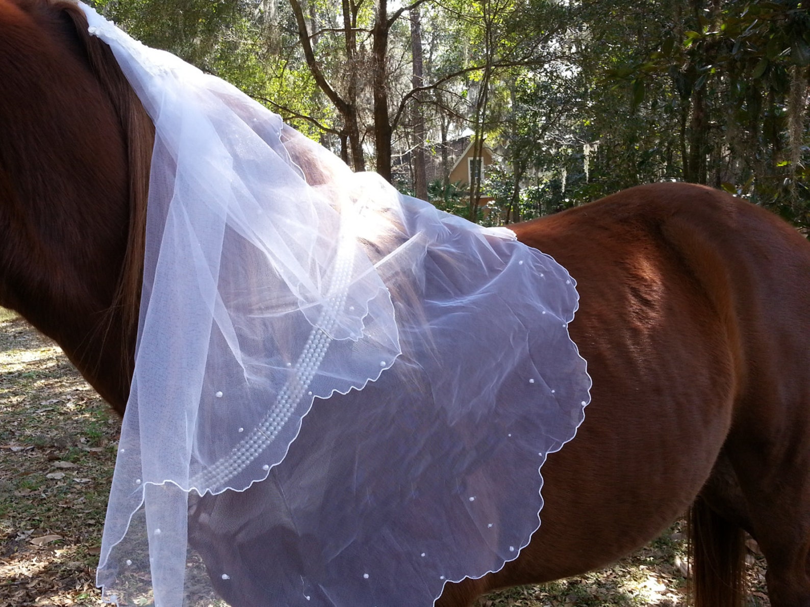 Equine Bridal Veil Equine Bridal Costume Costume for Horse Etsy