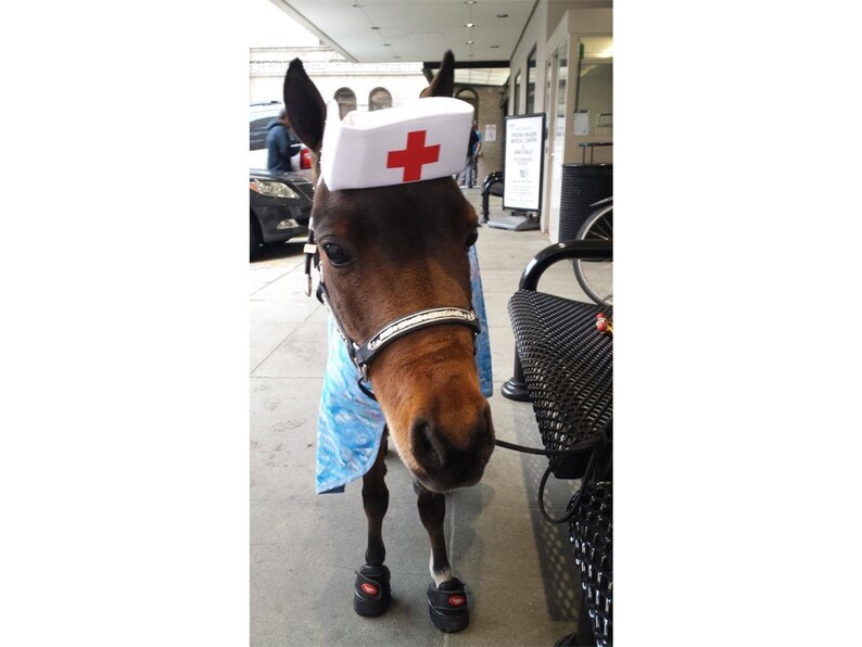 Nurse Cap for Equines Horse Nurse Hat for Any Size Equine Etsy
