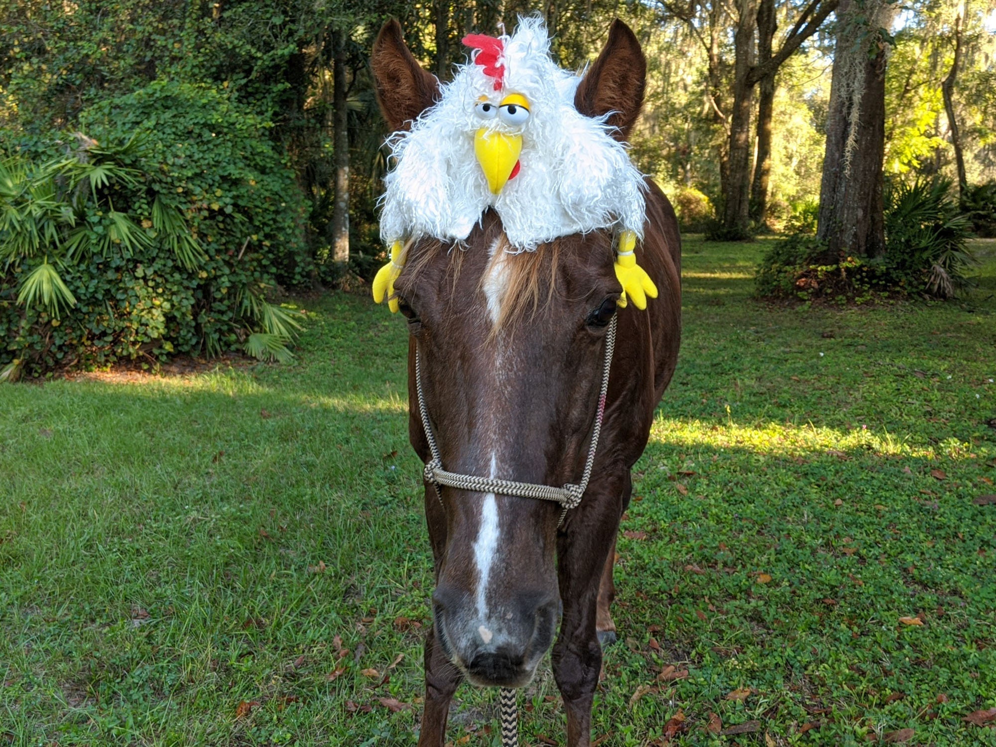 Chicken Hat for Horse or Pony Soft 