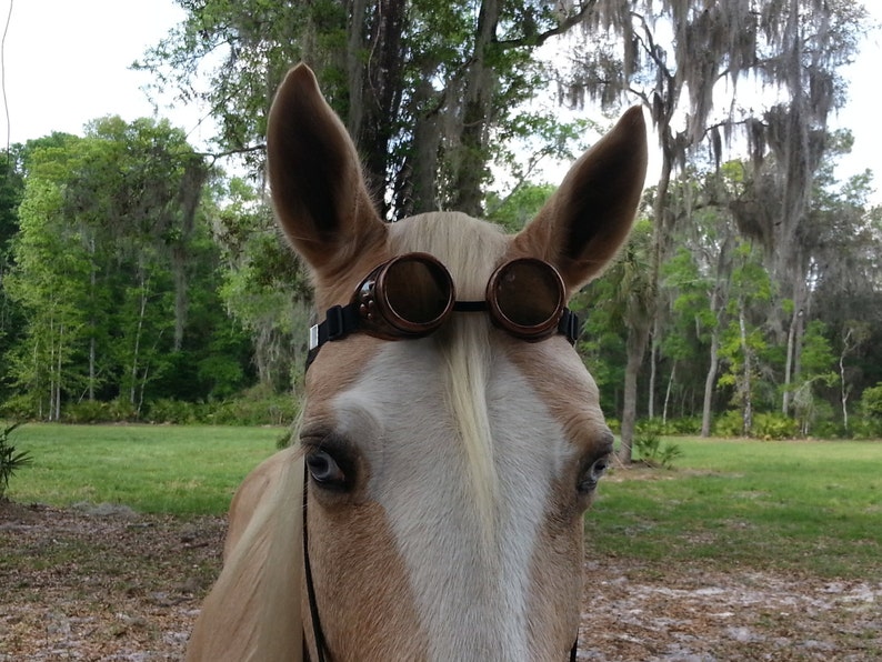 Steampunk Goggles Sunglasses Browband for Horse or Pony Etsy