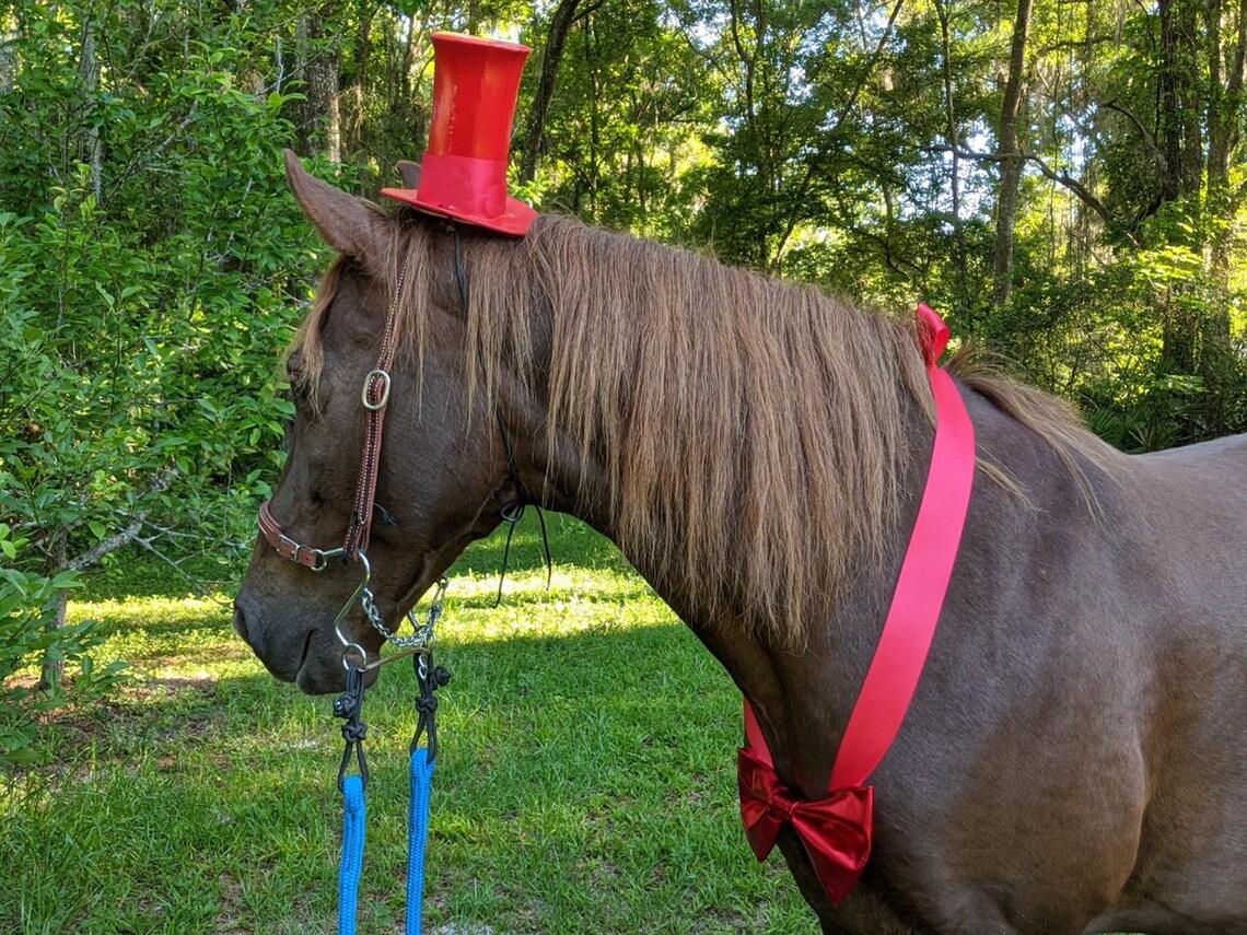 Large Red Bow Tie for Horse Formal Attire for Equines Etsy