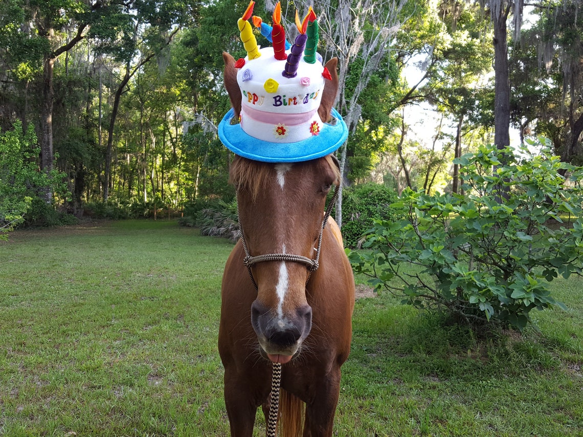 Birthday Hat for Horse or Pony with Candles Soft Equine Etsy