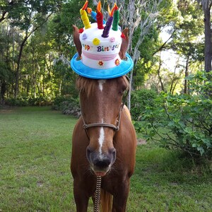 Birthday Hat for Horse or Pony With Candles Soft Equine Birthday Hat