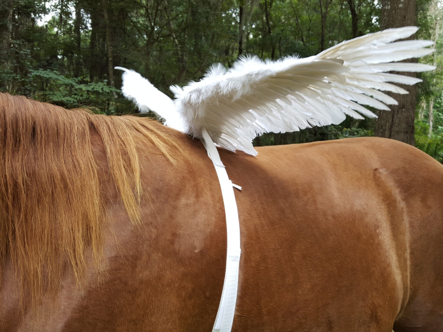 White Horse Wings Feathered Wings for Horse Pony or Etsy