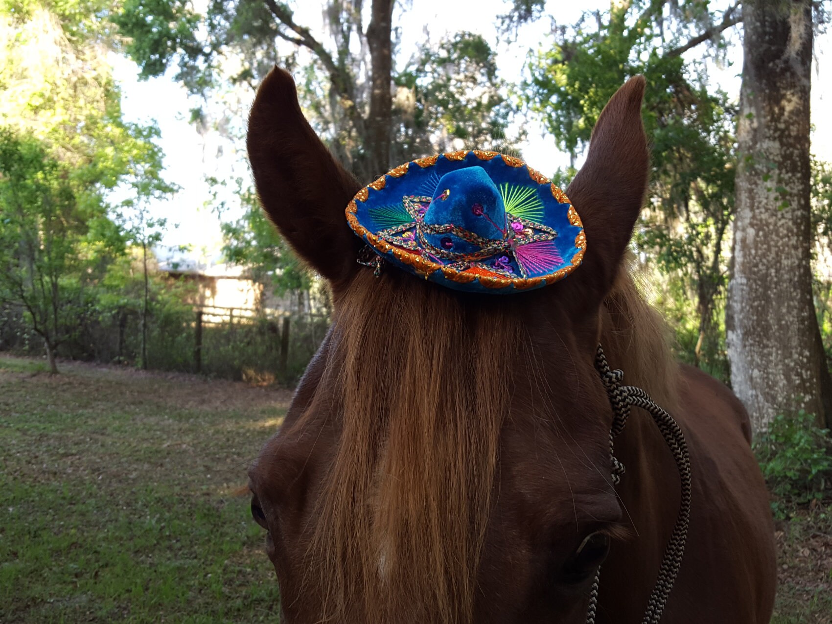 Mexican Mini Mariachi Sombrero for 