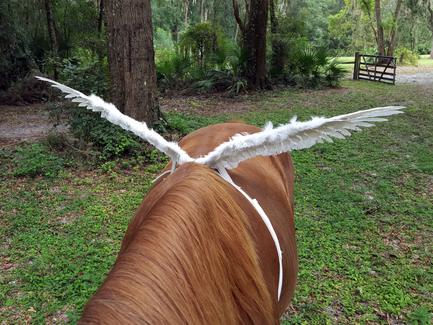 White Horse Wings Feathered Wings for Horse Pony or Etsy