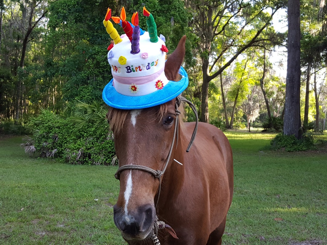 Thoroughbred hats sales