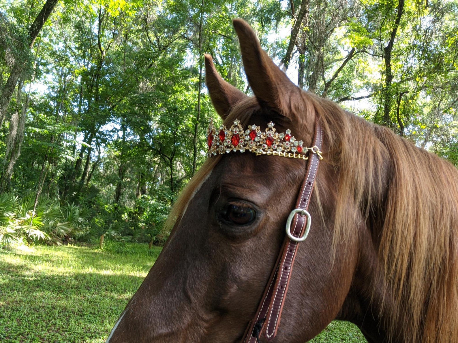 Ruby or Sapphire Rhinestone Crown Tiara Browband for Horses Etsy