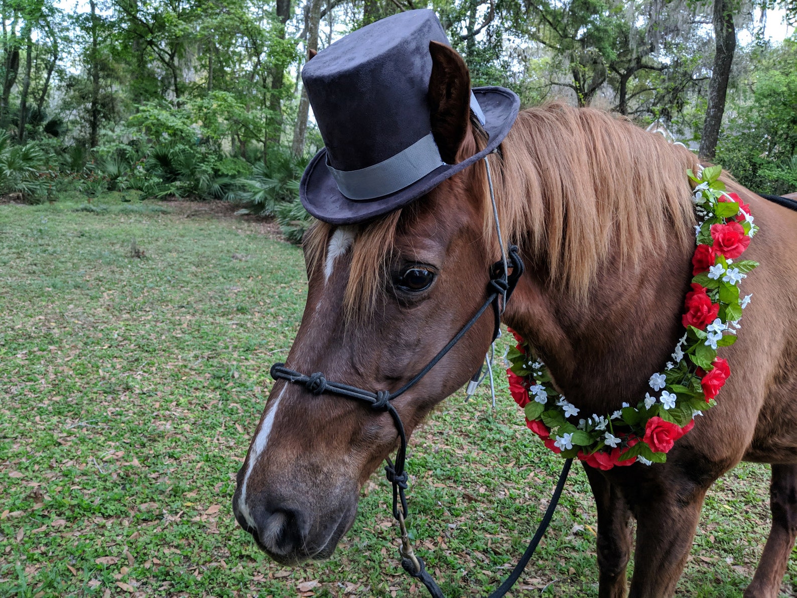 stallion horse hat
