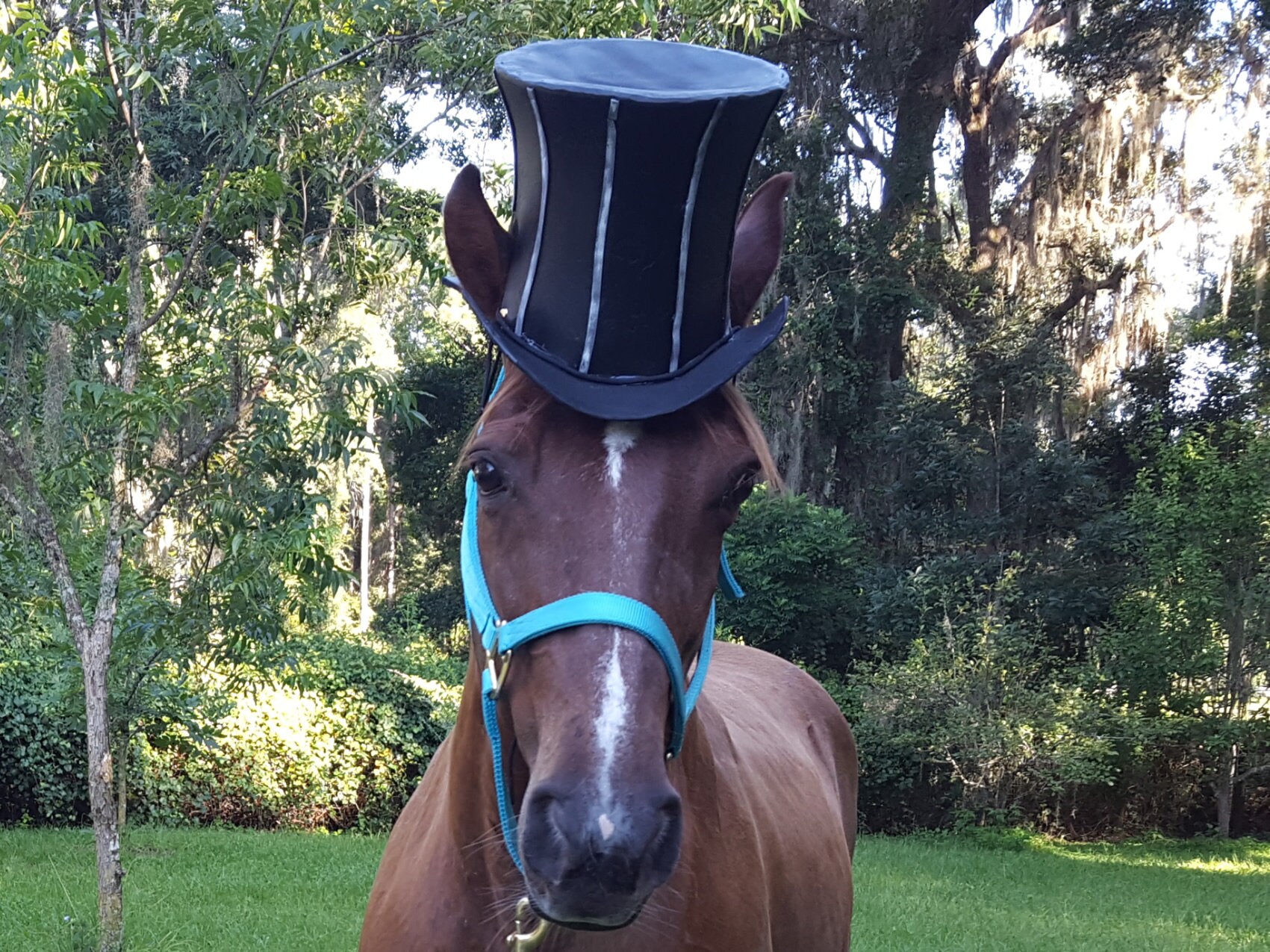 Coachman Top Hat for Horses Foam Equine Formal Hat for Etsy