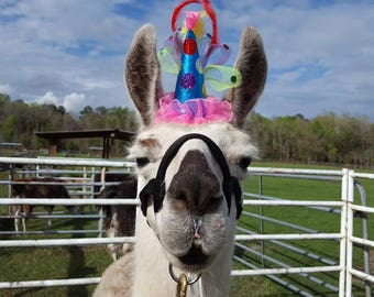 Party Llama Alpaca Fascinator - Mini Party Hat for Llamas and Alpacas  - Camelids Tack Pink