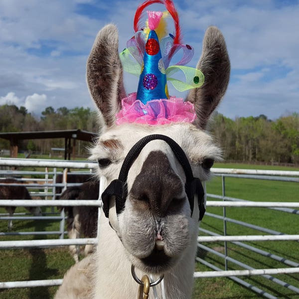 Party Llama Alpaca Fascinator - Mini Party Hat for Llamas and Alpacas  - Camelids Tack Pink