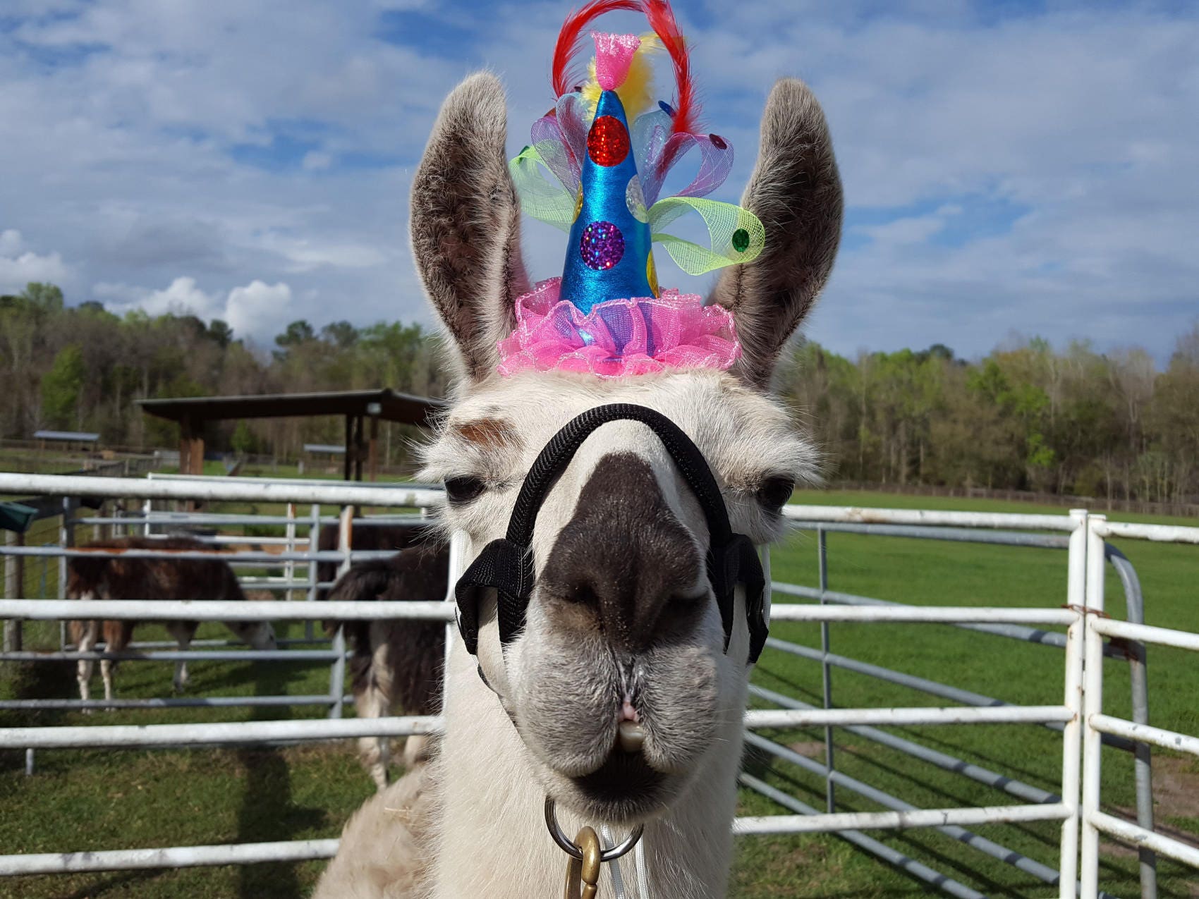 Alpacas with sale hats