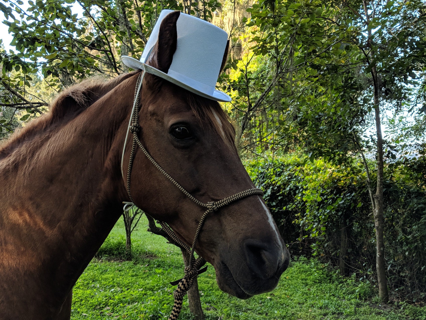 Top Hat for Horses in White Black Sky 